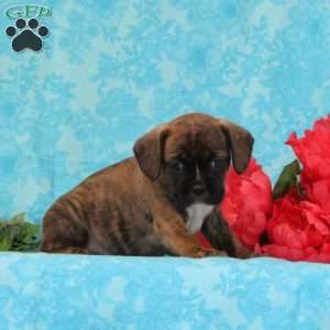 Kit Kat, Boston Terrier Mix Puppy